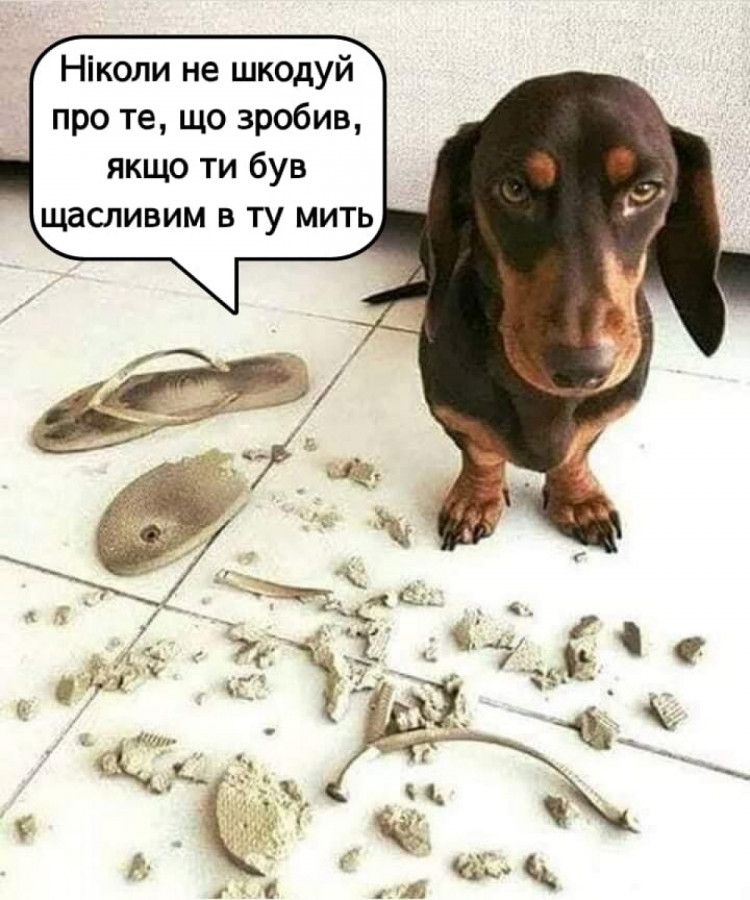 Мемы о собаках, которые напоминают: с этими животными никогда не бывает скучно - 774418 Мемы о собаках, которые напоминают: с этими животными никогда не бывает скучно - фото 774418