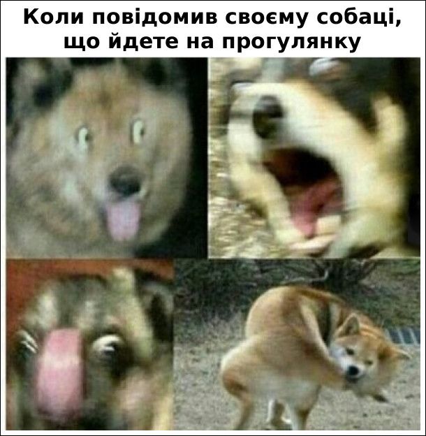 Мемы о собаках, которые напоминают: с этими животными никогда не бывает скучно - 774419 Мемы о собаках, которые напоминают: с этими животными никогда не бывает скучно - фото 774419