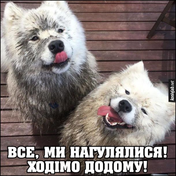 Мемы о собаках, которые напоминают: с этими животными никогда не бывает скучно - 774420 Мемы о собаках, которые напоминают: с этими животными никогда не бывает скучно - фото 774420