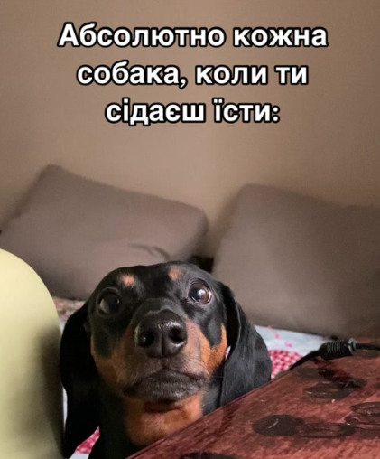 Мемы о собаках, которые напоминают: с этими животными никогда не бывает скучно - 774421 Мемы о собаках, которые напоминают: с этими животными никогда не бывает скучно - фото 774421
