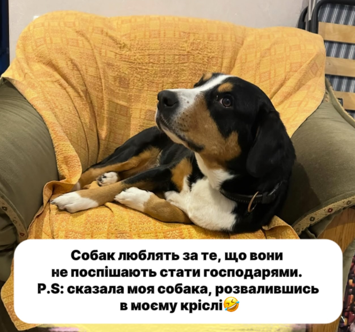 Мемы о собаках, которые напоминают: с этими животными никогда не бывает скучно - 774422 Мемы о собаках, которые напоминают: с этими животными никогда не бывает скучно - фото 774422