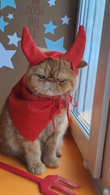 Веселые костюмы на Хэллоуин для котов - они не просили, но их и не спрашивали - фото 778032