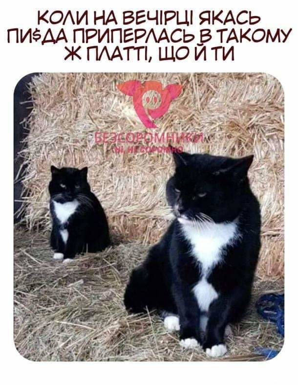 Мемы про одежду - до боли знакомые картинки для настоящих шопоголиков - 780272 Мемы про одежду - до боли знакомые картинки для настоящих шопоголиков - фото 780272