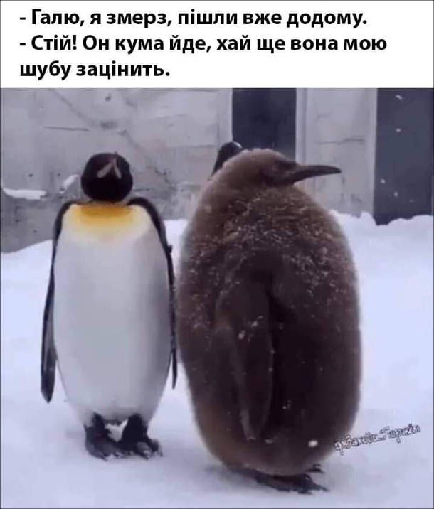 Мемы про одежду - до боли знакомые картинки для настоящих шопоголиков - 780277 Мемы про одежду - до боли знакомые картинки для настоящих шопоголиков - фото 780277