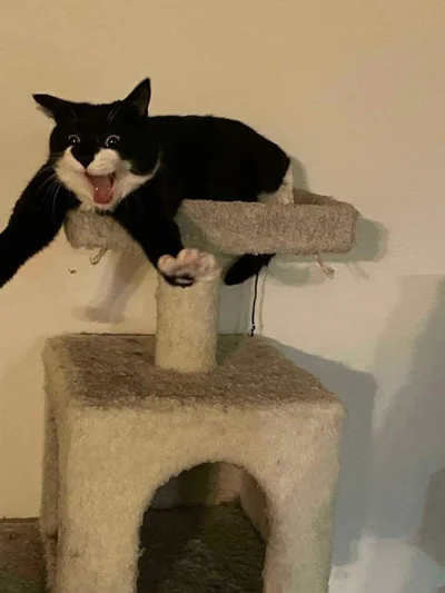 Смішні коти - фото 780445