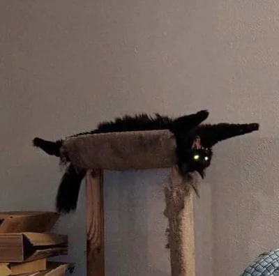 Смішні коти - фото 780446