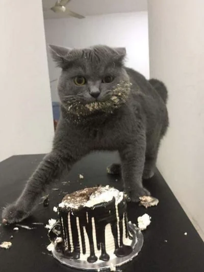 Смішні коти - фото 780448