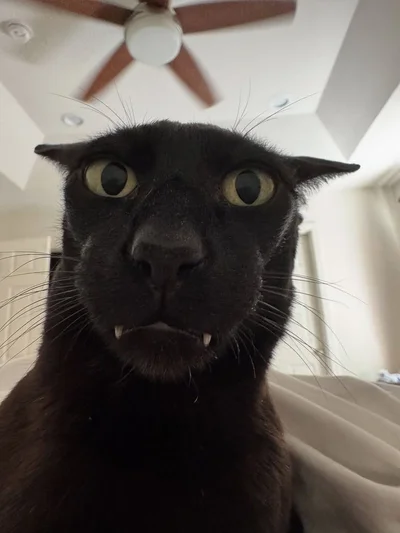 Смішні коти - фото 780450