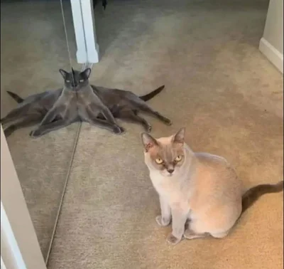 Смішні коти - фото 780453