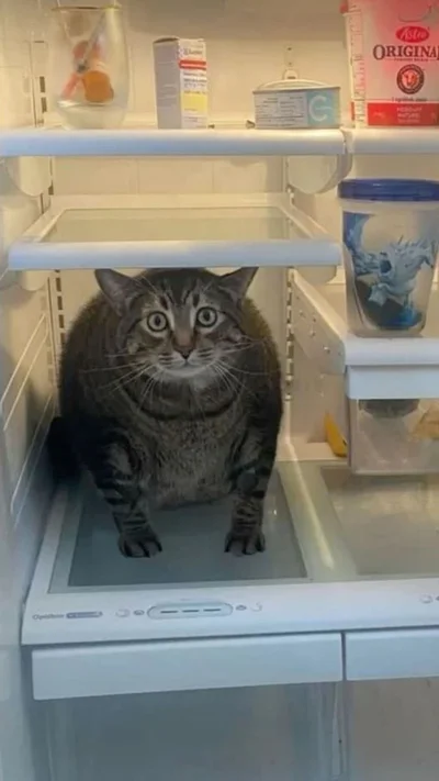 Смішні коти - фото 780454