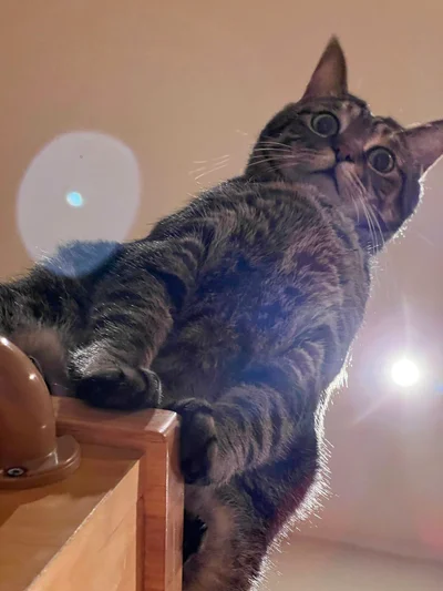 Смішні коти - фото 780457