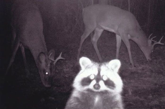 Что вытворяют лесные животные пока никто не видит - фотоловушки раскрывают все секреты - 781169 Что вытворяют лесные животные пока никто не видит - фотоловушки раскрывают все секреты - фото 781169
