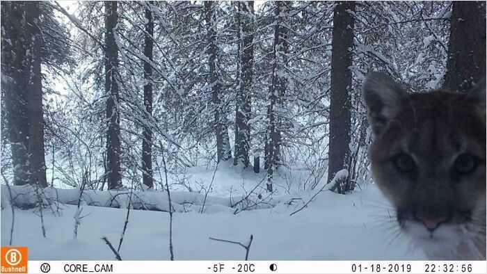 Что вытворяют лесные животные пока никто не видит - фотоловушки раскрывают все секреты - 781172 Что вытворяют лесные животные пока никто не видит - фотоловушки раскрывают все секреты - фото 781172