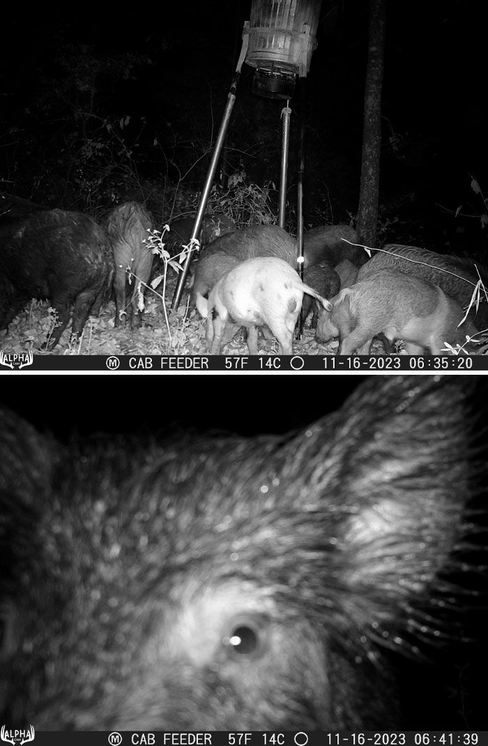 Что вытворяют лесные животные пока никто не видит - фотоловушки раскрывают все секреты - 781178 Что вытворяют лесные животные пока никто не видит - фотоловушки раскрывают все секреты - фото 781178