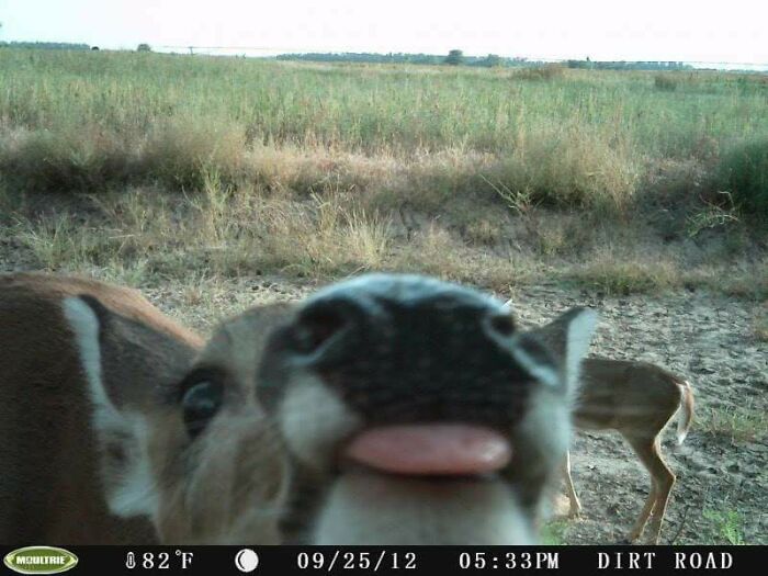 Что вытворяют лесные животные пока никто не видит - фотоловушки раскрывают все секреты - 781183 Что вытворяют лесные животные пока никто не видит - фотоловушки раскрывают все секреты - фото 781183