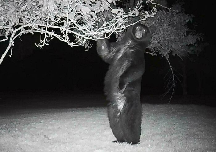 Что вытворяют лесные животные пока никто не видит - фотоловушки раскрывают все секреты - 781185 Что вытворяют лесные животные пока никто не видит - фотоловушки раскрывают все секреты - фото 781185