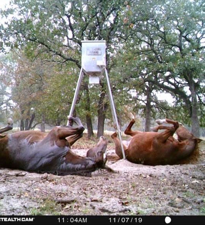 Что вытворяют лесные животные пока никто не видит - фотоловушки раскрывают все секреты - 781193 Что вытворяют лесные животные пока никто не видит - фотоловушки раскрывают все секреты - фото 781193