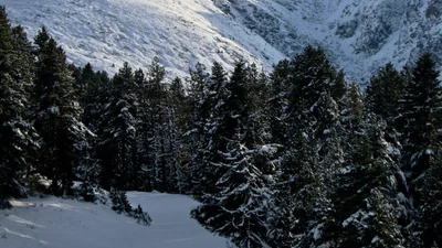 Майже метр: Карпати засипало снігом, а мандрівників попереджають про небезпеку