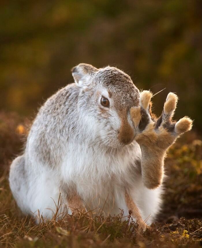 Магія дикої природи: фіналісти Nature’s Best Photography 2025 - 787140 Магія дикої природи: фіналісти Nature’s Best Photography 2025 - фото 787140