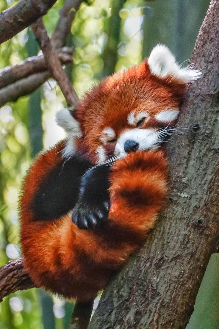 Уставшие, как мы: подборка милых фотографий животных после тяжелого дня - 788648 Уставшие, как мы: подборка милых фотографий животных после тяжелого дня - фото 788648