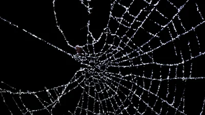 TikTok валяється від сміху через неочікувану реакцію хлопця на павука