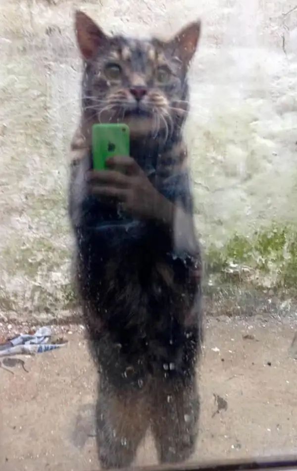 10 забавных фотографий, которые невозможно понять с первого взгляда - фото 790330