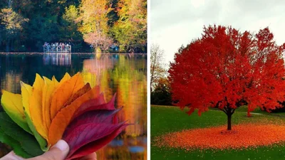 Осінь у всій красі: приголомшливі світлини, що закохають тебе у цю пору року