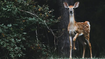 Знайди на фото оленя швидше, аніж інші та доведи усім свою геніальність