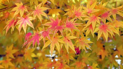 Останній день осені 2025: найатмосферніші картинки для сторіс і друзів