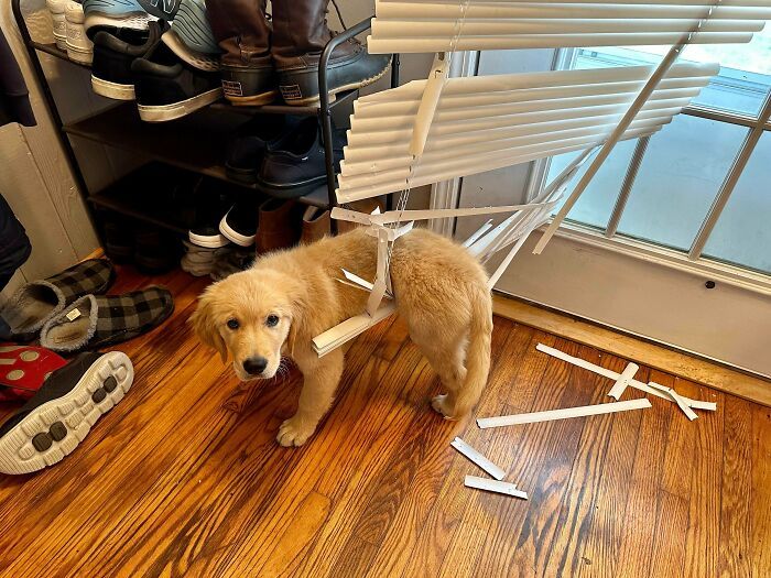 Фото, на яких тварини неочікувано застрягли в кумедно-незграбних позах - фото 795692