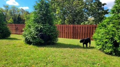 Оптична ілюзія, яка змусять тебе придивитися двічі - на фото є більше, аніж один песик