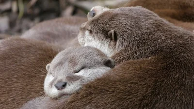 Йога с выдрами - новый тренд для релакса и хорошего настроения