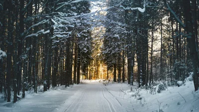 Веселые мемы о зиме, чтобы начать это время года с позитивом