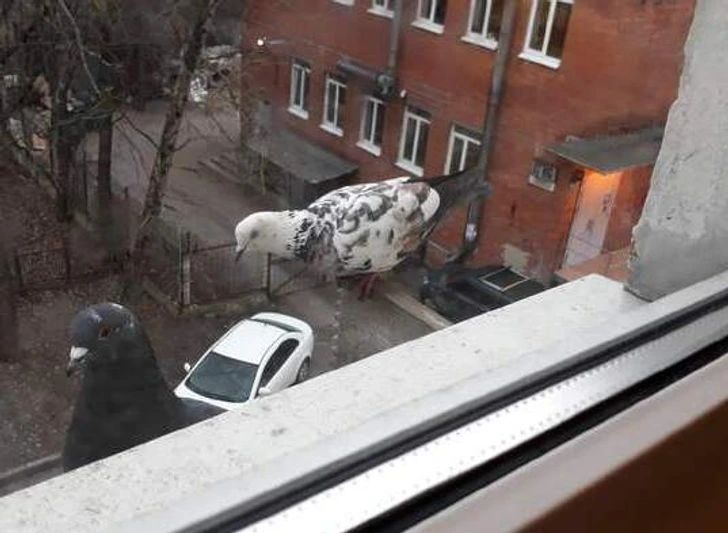 13 запутанных оптических иллюзий, посмотрев на которые ты не поверишь своим глазам - фото 797335