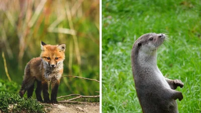 Лис и выдра неожиданно завели дружбу и вышли на прогулку по городу - видео, которое умилило интернет