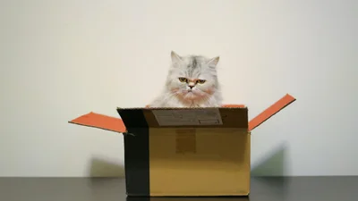Женщина случайно отправила своего кота в посылке - животное уснуло внутри коробки
