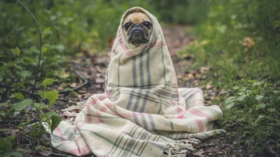 Меми про холод: веселі жартики, які зігріють твої руки, ноги, ніс та душу