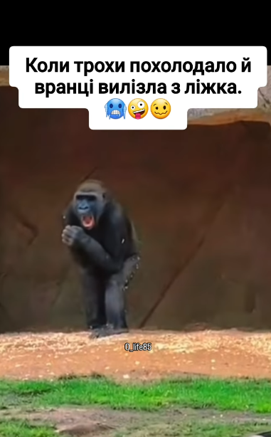 Мемы о холоде: веселые шуточки, которые согреют твои руки, ноги, нос и душу - 797932 Мемы о холоде: веселые шуточки, которые согреют твои руки, ноги, нос и душу - фото 797932
