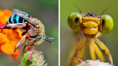 Неземные фотографии насекомых с ракурсов, которые навсегда меняют представление о них