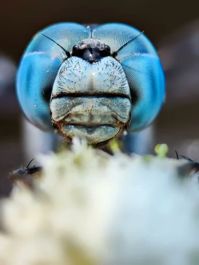 Неземні фотографії комах з ракурсів, які назавжди змінюють уявлення про них - фото 797988