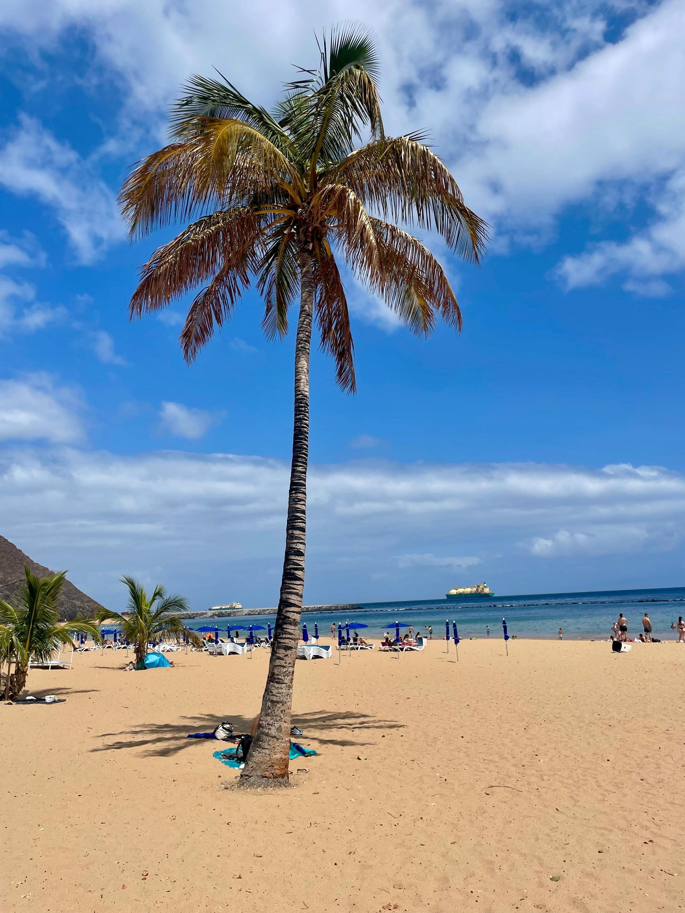 Канари - 798208 Канари - фото 798208