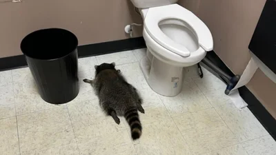 Вщент п’яний єнот заснув у туалеті магазину після того, як прокрався та пограбував відділ з алкоголем