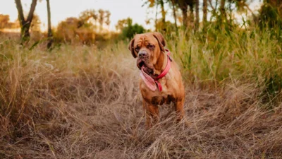 Собака шокировала мир своим гигантским языком - ты должен увидеть этого рекордсмена