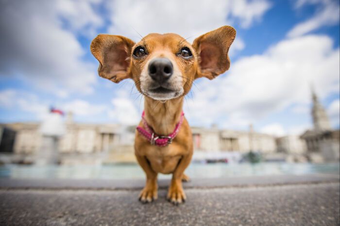 Самые милые и смешные собаки года - премия Pet Photography Awards назвала победителей - 799453 Самые милые и смешные собаки года - премия Pet Photography Awards назвала победителей - фото 799453