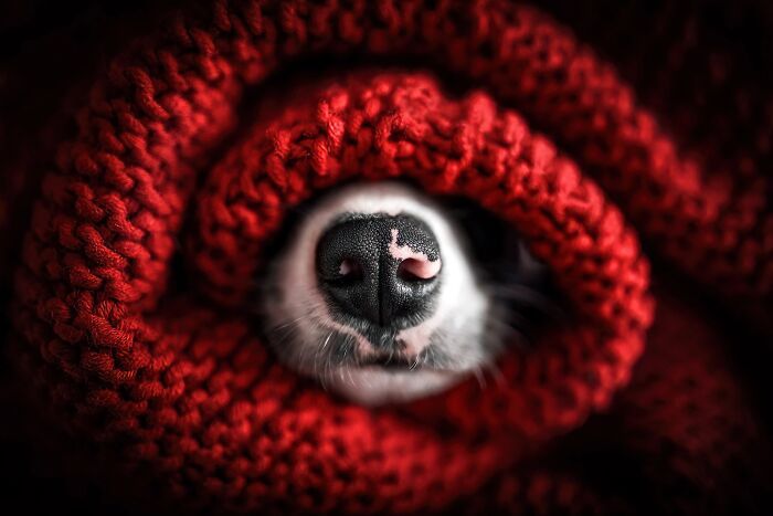 Самые милые и смешные собаки года - премия Pet Photography Awards назвала победителей - 799454 Самые милые и смешные собаки года - премия Pet Photography Awards назвала победителей - фото 799454
