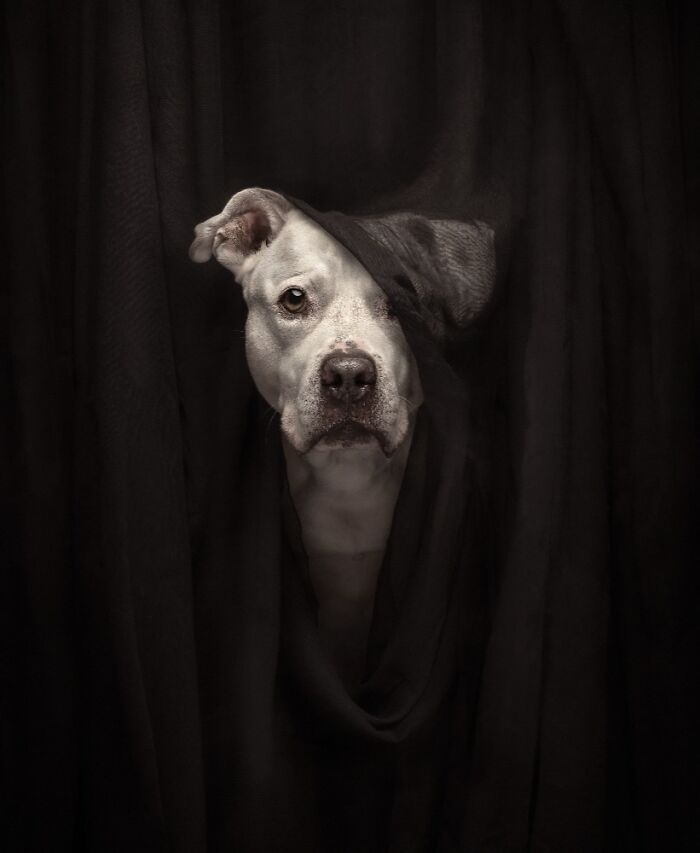 Самые милые и смешные собаки года - премия Pet Photography Awards назвала победителей - 799455 Самые милые и смешные собаки года - премия Pet Photography Awards назвала победителей - фото 799455