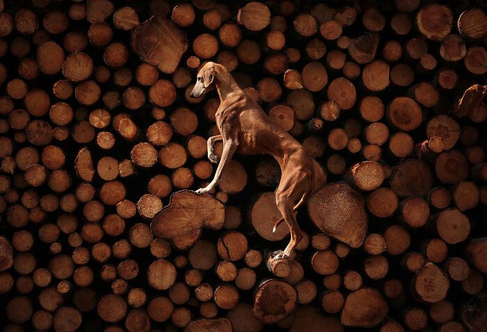 Самые милые и смешные собаки года - премия Pet Photography Awards назвала победителей - 799456 Самые милые и смешные собаки года - премия Pet Photography Awards назвала победителей - фото 799456
