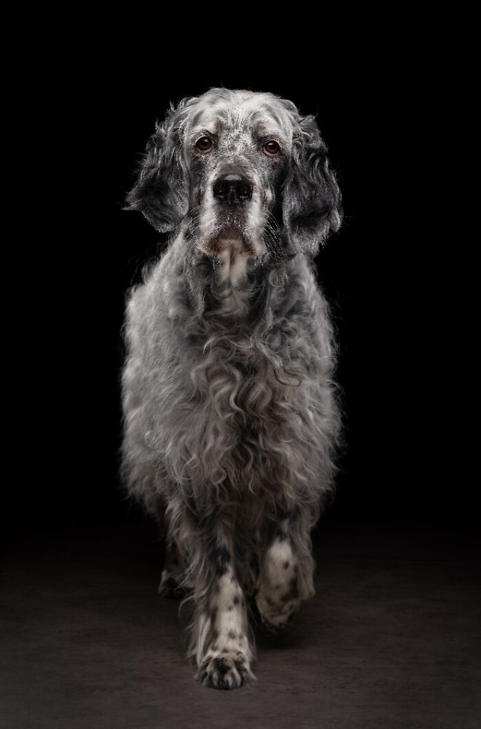 Самые милые и смешные собаки года - премия Pet Photography Awards назвала победителей - 799457 Самые милые и смешные собаки года - премия Pet Photography Awards назвала победителей - фото 799457