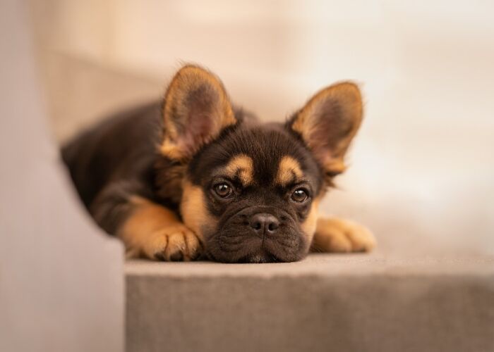 Самые милые и смешные собаки года - премия Pet Photography Awards назвала победителей - 799458 Самые милые и смешные собаки года - премия Pet Photography Awards назвала победителей - фото 799458