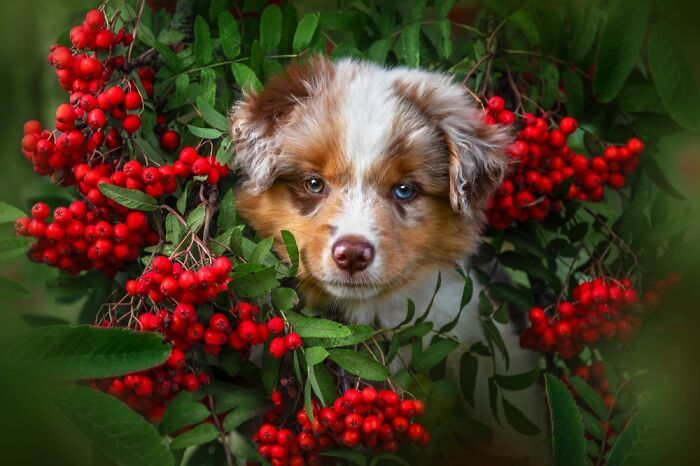 Самые милые и смешные собаки года - премия Pet Photography Awards назвала победителей - 799459 Самые милые и смешные собаки года - премия Pet Photography Awards назвала победителей - фото 799459